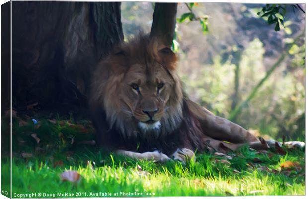 Resting lion Canvas Print by Doug McRae