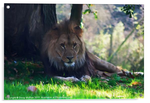 Resting lion Acrylic by Doug McRae