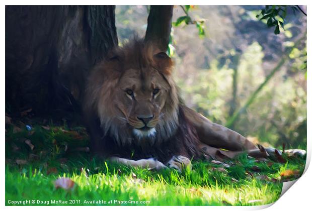 Resting lion Print by Doug McRae