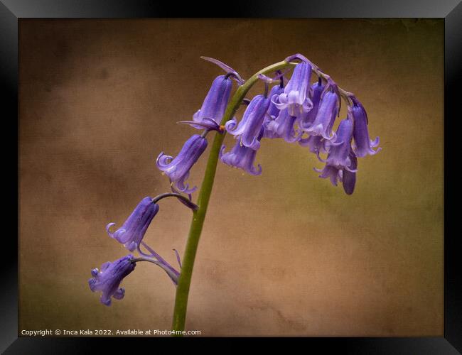 Woodland Bluebells Framed Print by Inca Kala