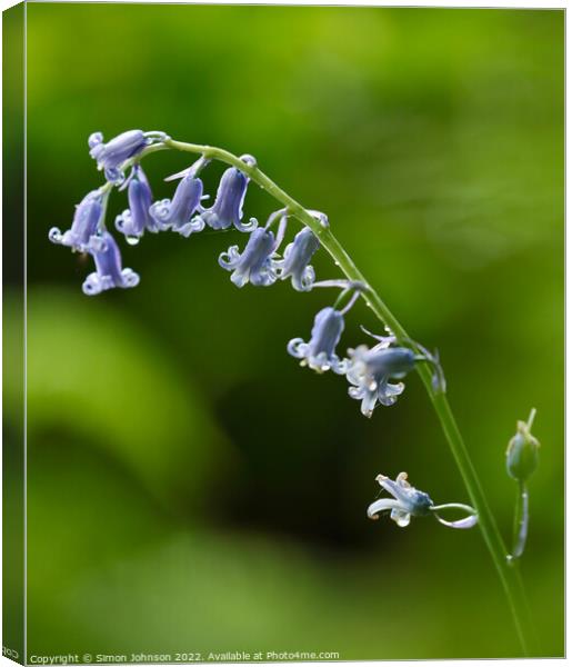 A close up of a  Bluebell flower Canvas Print by Simon Johnson