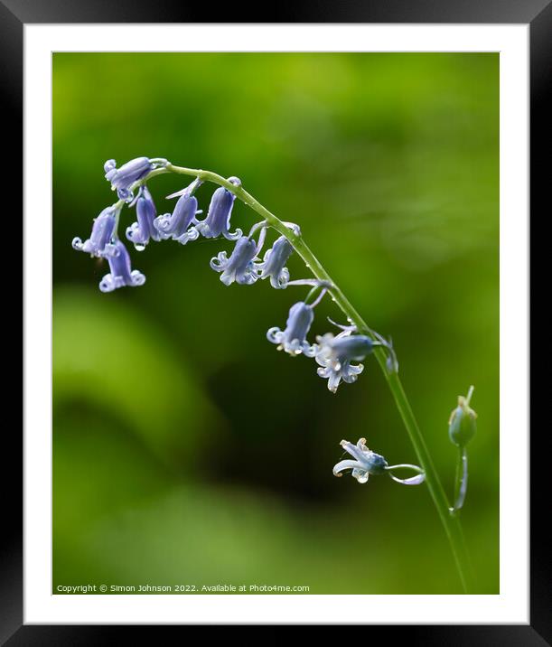 A close up of a  Bluebell flower Framed Mounted Print by Simon Johnson