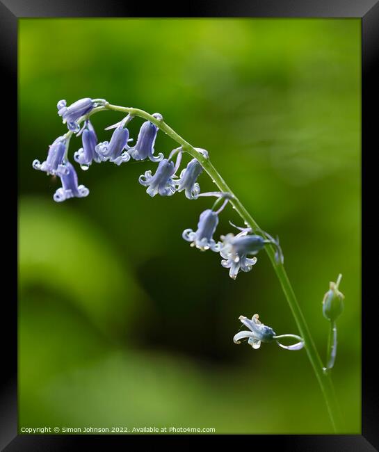 A close up of a  Bluebell flower Framed Print by Simon Johnson
