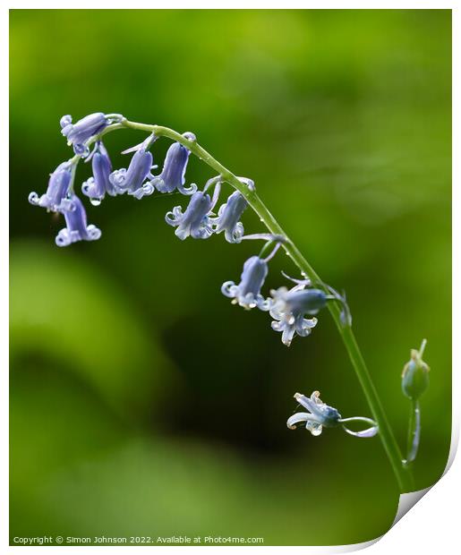 A close up of a  Bluebell flower Print by Simon Johnson