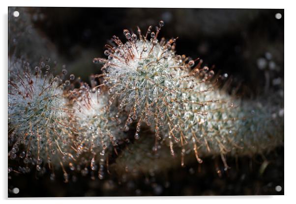 Water Droplets On Echinocereus Cactus Acrylic by Artur Bogacki