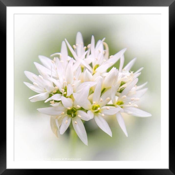 Fragrant Wild Garlic Bloom Framed Mounted Print by Jeremy Sage