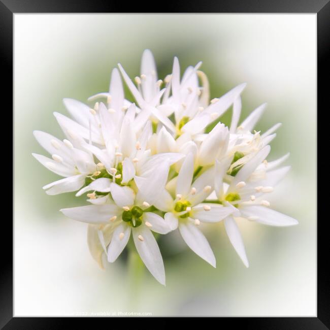 Fragrant Wild Garlic Bloom Framed Print by Jeremy Sage