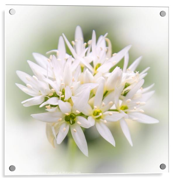 Fragrant Wild Garlic Bloom Acrylic by Jeremy Sage