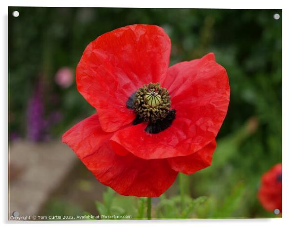 Wild Poppy Acrylic by Tom Curtis