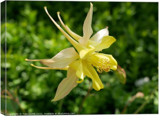 Aquilegia Yellow Queen Canvas Print by Tom Curtis
