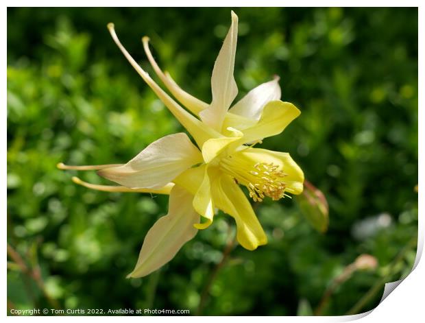 Aquilegia Yellow Queen Print by Tom Curtis