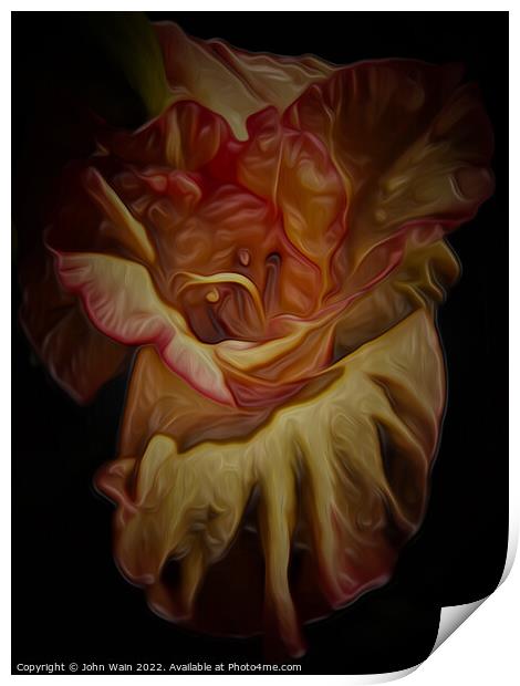 Gladiolus (Digital Art) Print by John Wain