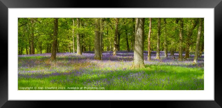 Bluebell Wood in Scotland Framed Mounted Print by Alan Crawford