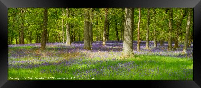 Bluebell Wood in Scotland Framed Print by Alan Crawford