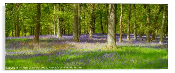 Bluebell Wood in Scotland Acrylic by Alan Crawford