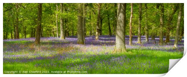 Bluebell Wood in Scotland Print by Alan Crawford
