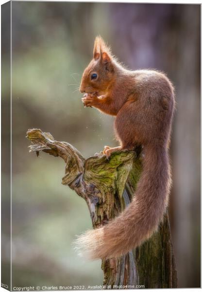 Red squirrel on a branch Canvas Print by Charles Bruce