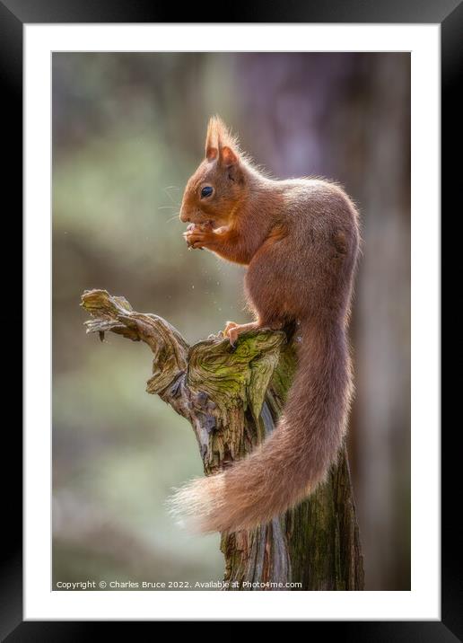 Red squirrel on a branch Framed Mounted Print by Charles Bruce