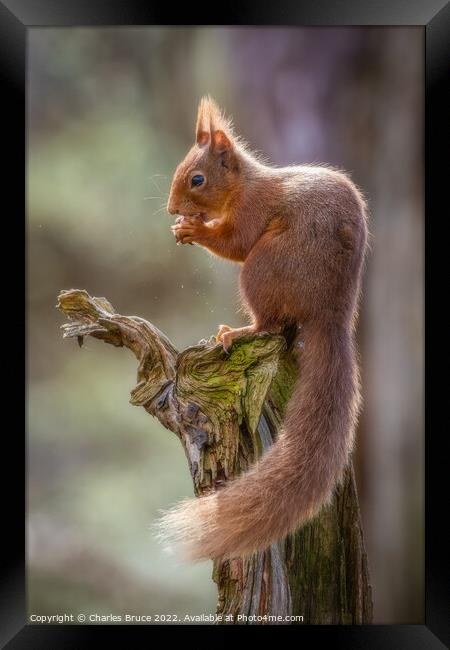 Red squirrel on a branch Framed Print by Charles Bruce