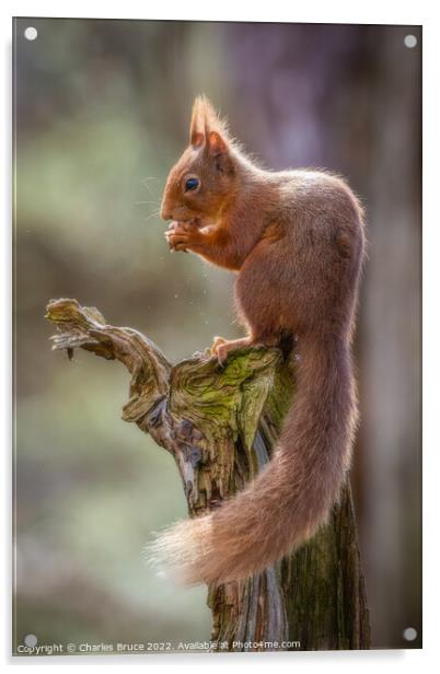 Red squirrel on a branch Acrylic by Charles Bruce