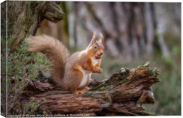 Red squirrel standing with hazelnut Canvas Print by Charles Bruce