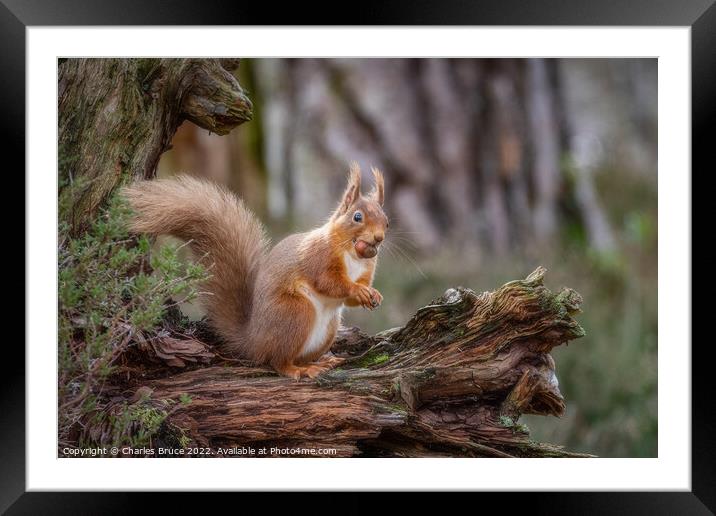 Red squirrel standing with hazelnut Framed Mounted Print by Charles Bruce