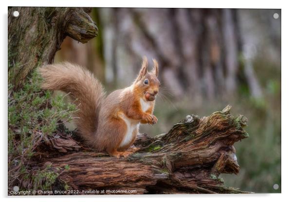 Red squirrel standing with hazelnut Acrylic by Charles Bruce