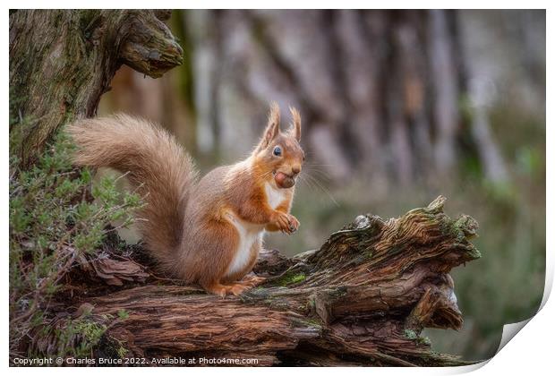 Red squirrel standing with hazelnut Print by Charles Bruce