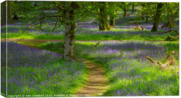 Kinclaven Bluebell Woods Canvas Print by Alan Crawford