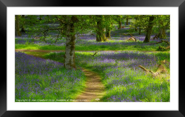 Kinclaven Bluebell Woods Framed Mounted Print by Alan Crawford