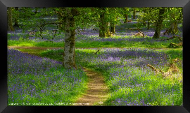 Kinclaven Bluebell Woods Framed Print by Alan Crawford
