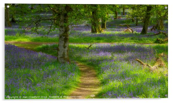 Kinclaven Bluebell Woods Acrylic by Alan Crawford