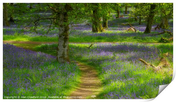 Kinclaven Bluebell Woods Print by Alan Crawford