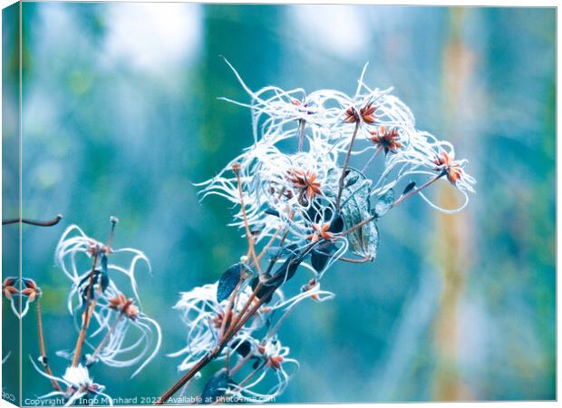 Beautiful macro shot of a frosted Clematis seeds Canvas Print by Ingo Menhard