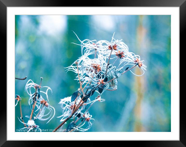 Beautiful macro shot of a frosted Clematis seeds Framed Mounted Print by Ingo Menhard