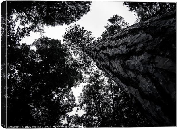 Greyscale low angle shot of the beautiful tree trunks Canvas Print by Ingo Menhard