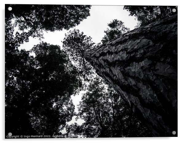 Greyscale low angle shot of the beautiful tree trunks Acrylic by Ingo Menhard