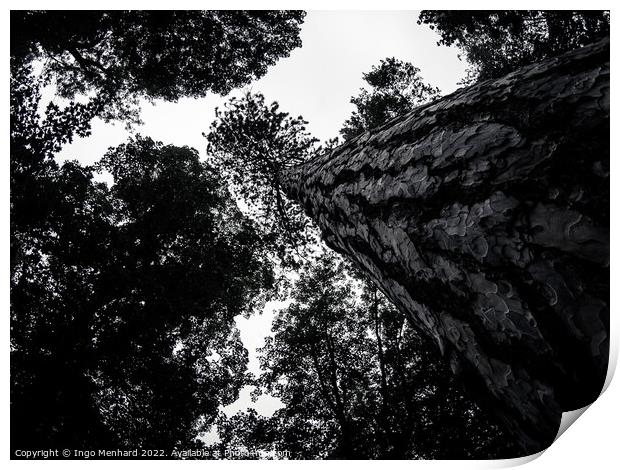 Greyscale low angle shot of the beautiful tree trunks Print by Ingo Menhard