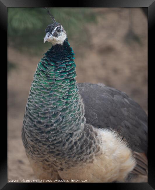 Closeup shot of an exotic peacock with colorful feathers on its neck Framed Print by Ingo Menhard