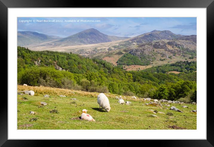 Welsh Sheep Farming in Snowdonia Countryside Framed Mounted Print by Pearl Bucknall