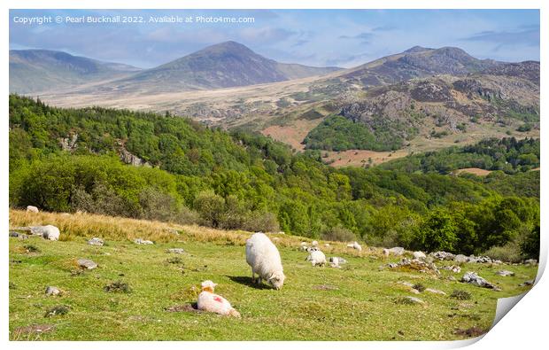 Welsh Sheep Farming in Snowdonia Countryside Print by Pearl Bucknall