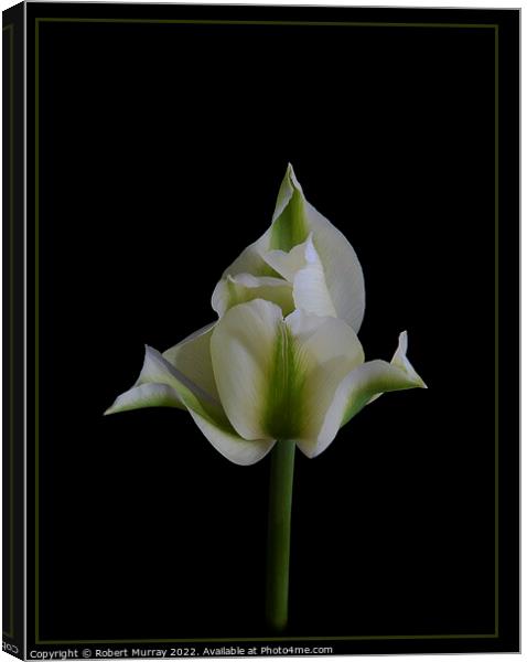 Tulipa viridiflora Canvas Print by Robert Murray