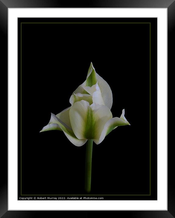 Tulipa viridiflora Framed Mounted Print by Robert Murray