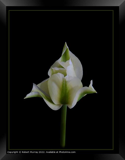 Tulipa viridiflora Framed Print by Robert Murray