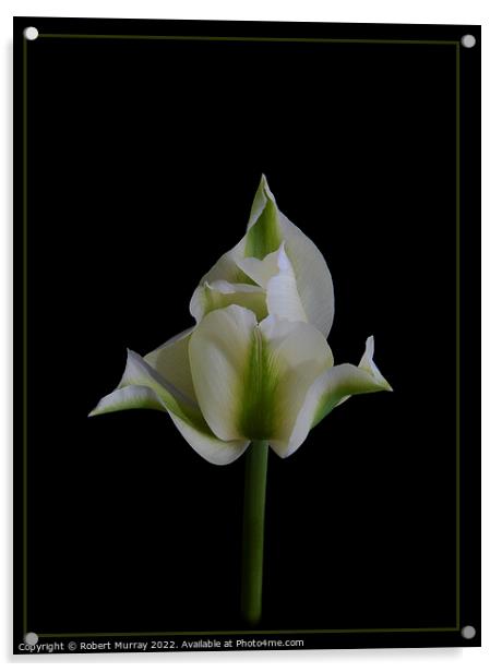 Tulipa viridiflora Acrylic by Robert Murray