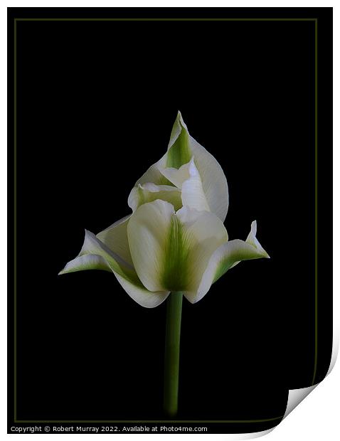 Tulipa viridiflora Print by Robert Murray