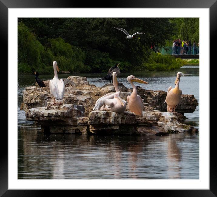 Pelican Island London Framed Mounted Print by Clive Eariss