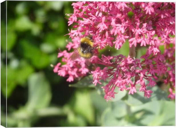 Bee on Blossom Canvas Print by Simon Hill