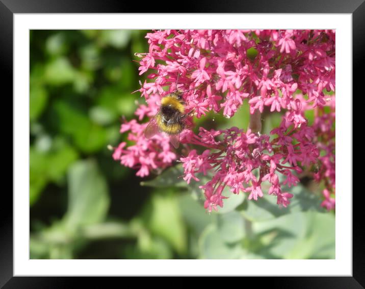 Bee on Blossom Framed Mounted Print by Simon Hill