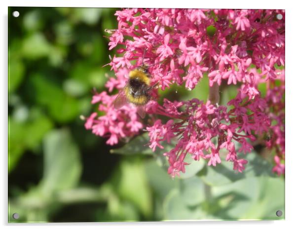 Bee on Blossom Acrylic by Simon Hill